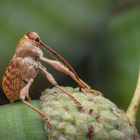 Wooly Chafer Beetle, Bug Photos, Pretty Bugs, Cute Bugs, Weird Insects, Spider Species, Bbc Earth, Bug Collection, Cool Bugs