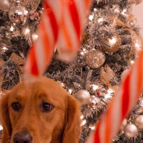 Lola | Golden Retriever on Instagram: "SAVE and share this easy holiday photo idea for you to try ♥️ all you need is 2 candy canes and a patient subject 🤗✨ how do you think Lola did? #photoideas #holidayphotoshoot #christmasphotoshoot #dogphotography #phototips ( dog Christmas photos, dog holiday photos , photo ideas, photo ideas )" Dog Holiday Photos, Holiday Dog Photos, Dog Christmas Photos, Holiday Photoshoot, Christmas Photoshoot, Simple Holidays, Dog Holiday, Dog Christmas, Photo Idea