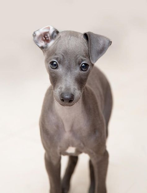 Greyhound Dog Breed, Psy Chihuahua, Italian Greyhound Puppies, Italian Dogs, Greyhound Puppy, Italian Greyhound Dog, Hairless Dog, Greyhound Dog, Grey Hound Dog