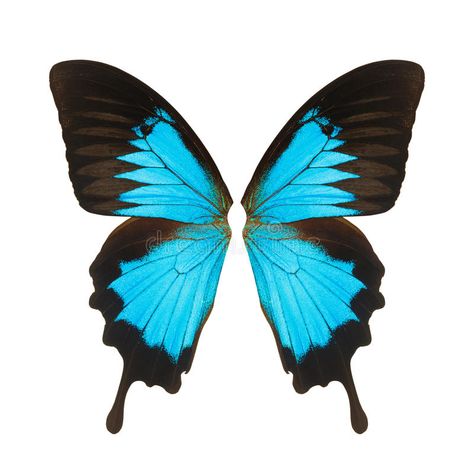 Patterns To Paint, Butterfly Wings Pattern, Butterfly On Flower, Wings Png, Butterfly Images, Butterfly House, Butterfly Tattoo Designs, Butterfly Crafts, Butterfly Wing