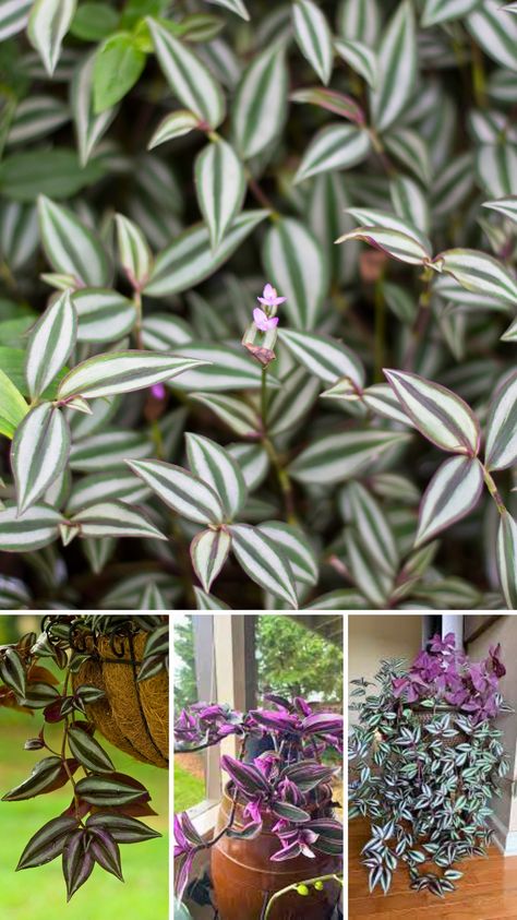 Discover the secrets to growing a vibrant and healthy Wandering Jew plant indoors! This guide covers everything you need to know, from light and water requirements to the best soil mix and propagation methods. Whether you're a seasoned plant parent or a beginner, these tips will help your Wandering Jew thrive and add a touch of lush greenery to your home. Wandering Jew Plant Care Indoors, Wondering Jew Plant, Propagation Methods, Wondering Jew, Jew Plant, Wandering Jew Plant, Big Planters, Wandering Jew, Zebra Plant