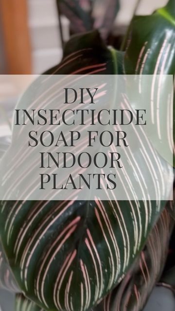 Insecticidal Soap Recipe, Tropical Plants Indoor, Castile Soap Uses, Peppermint Spray, Dial Soap, Trendy Recipes, Castille Soap, Dr Bronners, Natural Pesticides