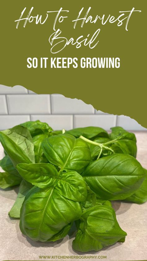 Your beautiful new basil plant is calling your name. With large leaves and an aroma that has inspired your menu for the week, you can’t wait to start harvesting. But you are unsure how to pick basil leaves while ensuring your plant continues to thrive? How To Harvest Basil From Plant, How To Save Fresh Basil Leaves, Saving Basil Leaves, Picking Basil Leaves, When To Plant Basil Seeds, How To Harvest Basil Leaves, Harvesting Basil How To, How To Preserve Basil Leaves, How To Pick Basil From Plant