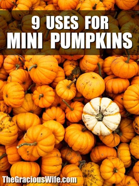 Decorating With Mini Pumpkins, Decorating Mini Pumpkins For Kids, Mini Pumpkins Decorating, Mini Pumpkin Decor, Mini Pumpkin Decorating Ideas, Plastic Pumpkins Crafts, Mini Pumpkins Decor, Creative Pumpkin Carving Ideas, Pumpkin Planter