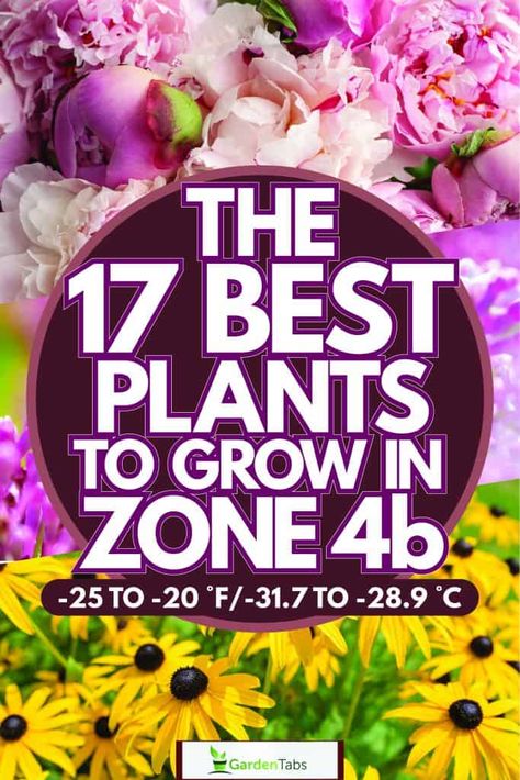 The 17 Best Plants to Grow in Zone 4b (-25 to -20 °F/-31.7 to -28.9 °C) Zone 4b Landscaping Ideas, Zone 4 Front Yard Landscaping, Zone 4b Planting Schedule, Zone 4 Plants, Zone 4b Landscaping, Zone 4b Perennials, Zone 4b Gardening, Zone 4 Planting Schedule, Zone 4 Perennial Garden Layout