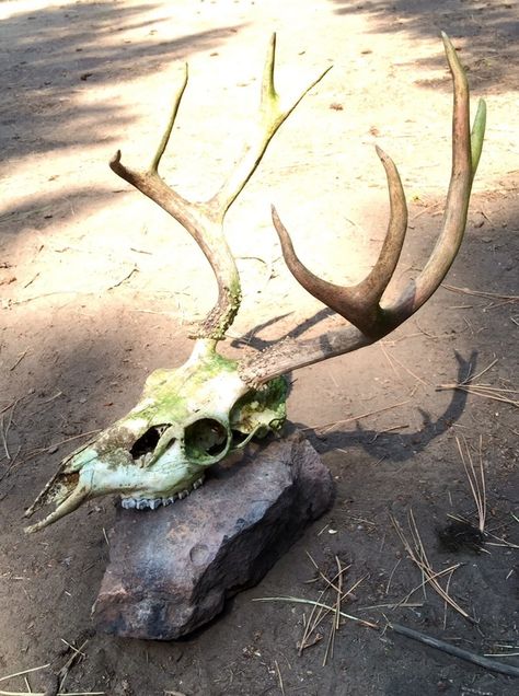 Foap.com: elk skull images, pictures and stock photos Deer Skull Reference, Elk Skeleton, Esqueleto Aesthetic, Horror Moodboard, Drawtober 2024, Skull Forest, Skull Images, Elk Skull, Forest Guardian