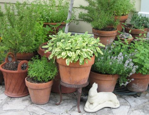 I love herb gardens.  The variation in the pots & heights of everything make this cluster visually appealing. Patio Herb Garden, Best Herbs To Grow, Herbal Tea Garden, Herb Garden Pots, Container Herb Garden, Herb Garden Ideas, Types Of Herbs, Herb Garden Design, Potted Plants Outdoor