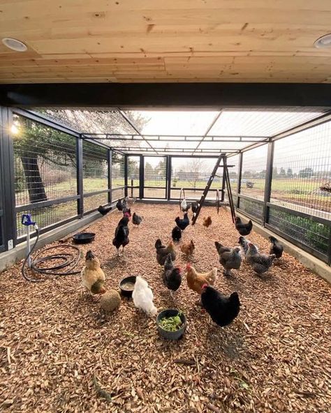 Reban Ayam, Chicken Coop Designs Diy, Poultry Farm Design, Chicken Coop Ideas, Chicken Shed, Chicken Barn, Chicken Pen, Backyard Chicken Coop Plans, Diy Chicken Coop Plans