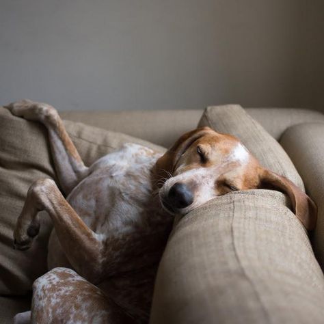 Dog Sleeping, Goofy Dog, Sleepy Dogs, Dog Rules, The Fox And The Hound, Animal Photo, Mans Best Friend, Dog Person, Dog Life