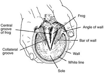 Mustang Horses, Horse Age, Horse Lessons, Horse Hoof, Horse Care Tips, Horse Facts, Horse Info, Hoof Care, Horse Anatomy