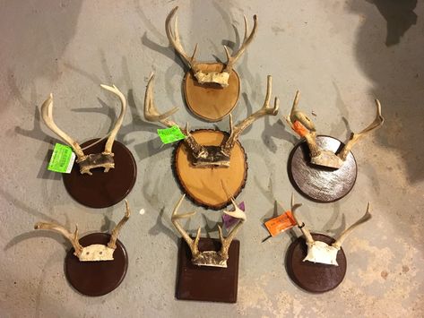 Antler Mount Diy, Diy Deer Antler Mount, Diy Deer Skull, Diy Deer Antlers, Deer Antler Ideas, Diy Antler, Deer Antler Mount, Antler Ideas, Antler Mount