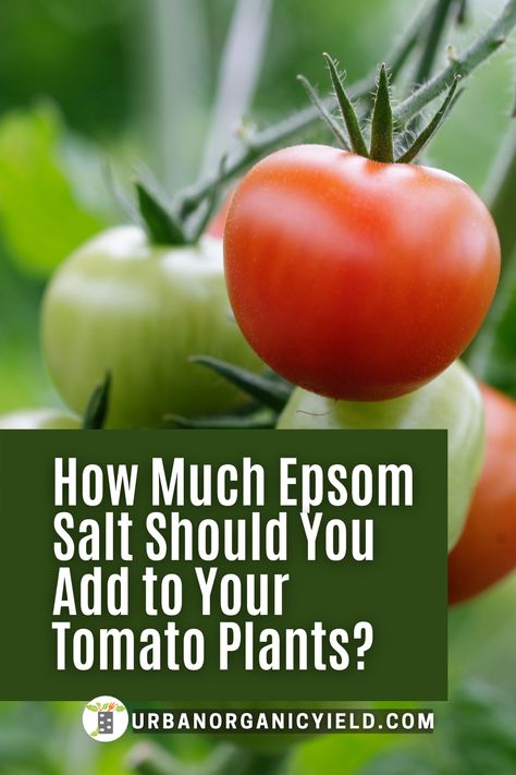 Epsom Salt For Tomatoes, Tomatoes Plants Problems, Tomatoes Growing, Tips For Growing Tomatoes, Growing Vegetables In Pots, Growing Tomato Plants, Bucket Gardening, Tomato Seedlings, Vegetable Garden Diy