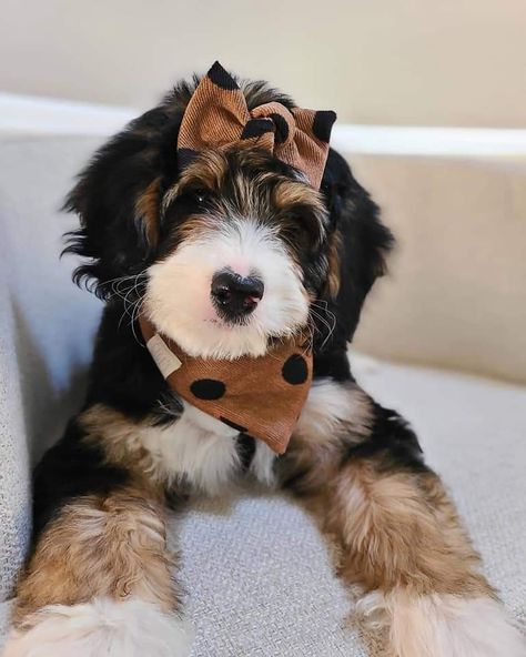 Bernedoodle Aesthetic, Mini Bernedoodle Haircut, Mini Bernedoodle Full Grown, Bernedoodle Full Grown, Miniature Bernedoodle, Berne Doodle, Toy Poodle Haircut Styles, Bernedoodle Mini, Standard Bernedoodle