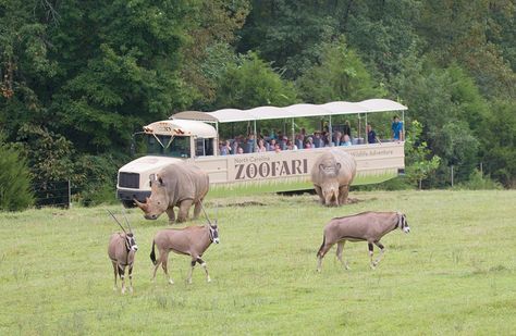 Zoo Drawing, Safari Bus, Grassland Habitat, African Wildlife, African Animals, Safari Animals, Image House, Open Air, Habitat