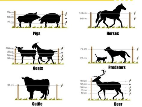 Pig Fence, Raising Farm Animals, Horse Barn Plans, Farm Plans, Homestead Farm, Farm Layout, Farm Fence, Cattle Farming, Barn Plans