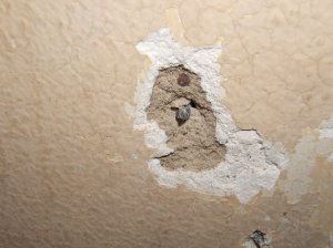 Patching Plaster Walls Patching Plaster Walls, Repairing Plaster Walls, Ceiling Cracks, Plaster Walls Diy, Redo Dresser, Basement Entry, Ceiling Repair, Craftsman Remodel, Plaster Repair