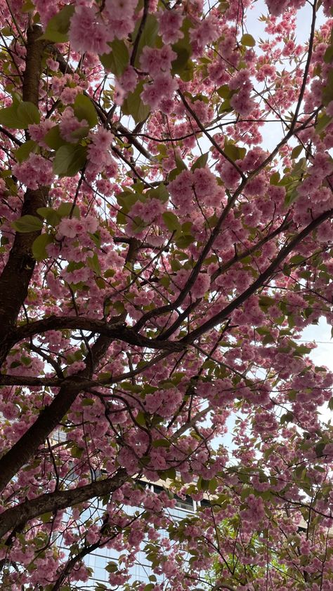 fleur de cerisier, cherry blossom, fleur de cerisier japonais, fleur de cerisier dessin, fleur de cerisier tatouage, fleur de cerisier tattoo, fleur de cerisier aquarelle, fleur de cerisier dessin facile, fleur de cerisier fond d’écran, fleur de cerisier aesthetic, cherry blossom, cherry blossom tattoo, cherry blossom after winter, cherry blossom wallpaper, cherry blossom drawing, cherry blossom aesthetic, cherry blossom sk8 Cherry Blossom Sk8, Wallpaper Cherry Blossom, Tattoo Cherry Blossom, Aesthetic Cherry Blossom, Drawing Cherry, Cherry Blossom Aesthetic, Cherry Blossom After Winter, Tattoo Cherry, Blossom Drawing