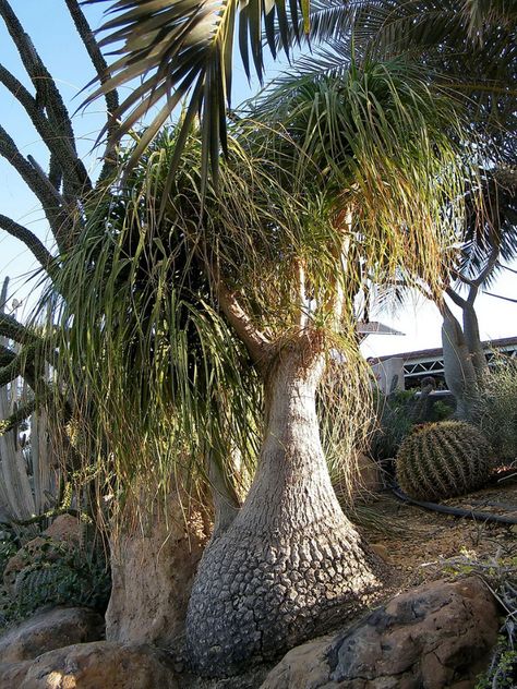 Ponytail Palm Outdoor, Ponytail Plant, Ponytail Palm Care, Ponytail Palm Tree, Ponytail Palm, Potted Garden, Palm Garden, Palm Plant, A Ponytail