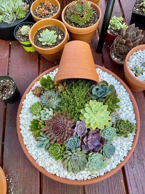 Fence Edging Ideas, Garden Border Ideas, Fence Edging, Succulent Planting, Succulent Garden Landscape, Kaktus Dan Sukulen, Garden Succulents, Plant Succulents, Succulent Garden Indoor