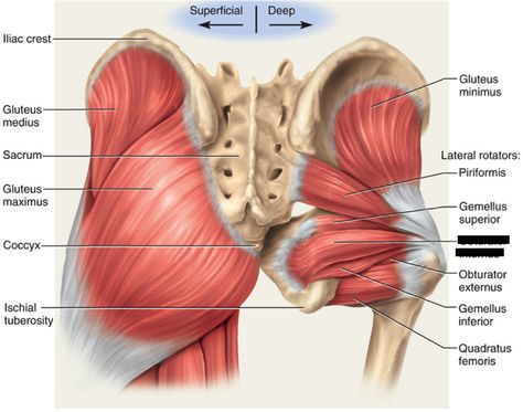 Print Lower Extremity Muscles flashcards | Easy Notecards Greater Trochanteric Pain Syndrome, Hip Impingement, Hyper Extension, Activation Exercises, Glute Activation Exercises, Glute Medius, Hamstring Muscles, Piriformis Muscle, Hip Exercises