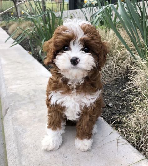 Teacup Cavapoo, Toy Cavapoo, Mini Cavapoo, Pretty Puppies, Cavapoo Dogs, Cavapoo Puppy, Cavapoo Puppies, Super Cute Puppies, White Tuxedo