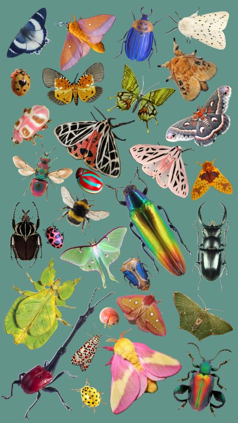 Insect Collage! #myfirstshuffle Insect Collage, Insects, Collage