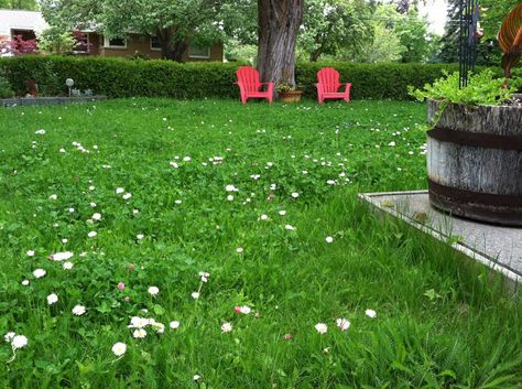 a mix of low growing grasses, legumes, wildflowers and herbs called an ecology lawn mix. The perennial rye and fine fescue grasses would only need to be mowed every few weeks through the year. The strawberry and Dutch white clover would fix all the nitrogen the mix would need for food. The English daisies, Roman chamomile, yarrow and baby blue eyes would add color and a fragrance when it was walked on or mowed. Backyard Grass Alternative, Lawn Alternative, Replace Lawn, Clover Lawn, Grass Alternative, Fescue Grass, Lawn Alternatives, No Grass Backyard, Growing Grass