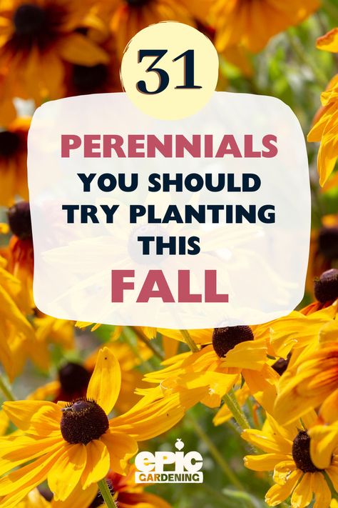 Bright yellow Black Eyed Susan, perennial flowers in a fall flower garden Seeds To Plant In Fall, Fall Planting Perennials, Flower Garden For Beginners, Veggie Garden Beds, Best Perennials For Shade, Plant In Fall, Garden For Beginners, Fall Perennials, Lenten Rose