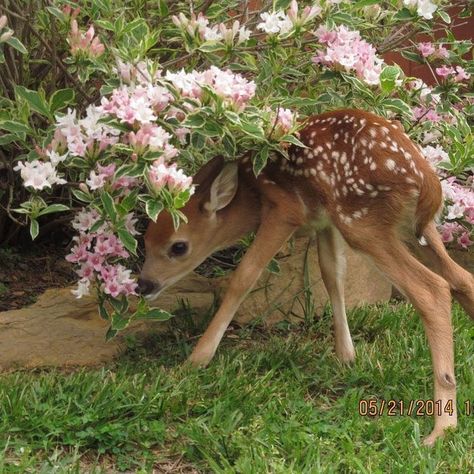 Cottage Core Aesthetic, Cottagecore Aesthetic, + Core + Aesthetic, Baby Deer, The Grass, Nature Aesthetic, Cute Little Animals, 귀여운 동물, Beautiful Creatures