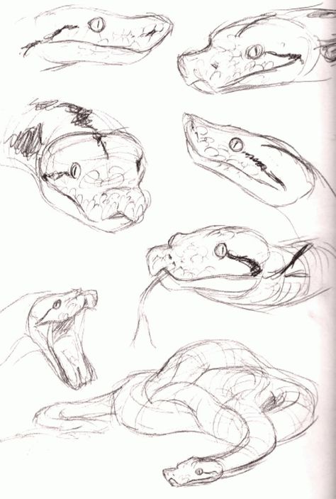 Pencil Drawing Ideas, Snake Drawing, Animal Drawings Sketches, Snake Art, Architectural Drawing, Arte Sketchbook, Fan Art Drawing, Animal Sketches, Book Art Drawings