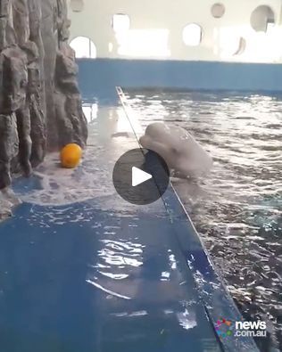 Beluga whale uses clever trick to retrieve ball | beluga whale | Work smarter, not harder! | By News.com.au Work Smarter Not Harder, Beluga Whale, Smarter Not Harder, Work Smarter, Popular Videos