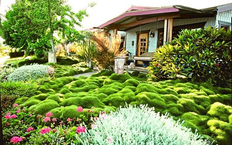 Get eco-friendly and say goodbye to weekly mowing duties with these gorgeous grassless yards that still scream green. Moss Lawn, Grass Alternative, Budget Landscaping, Lawn Alternatives, Hillside Landscaping, Moss Garden, Garden Gates, Ground Cover, Backyard Design