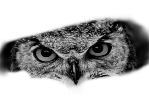 Owl Eyes Tattoo Design, Owl Eyes Tattoo, Snow Owl Tattoo, Bad Wolf Tattoo, Owl Tattoo Back, Owl Tattoo Chest, Owl Eye Tattoo, Realistic Owl Tattoo, Tree Sleeve Tattoo