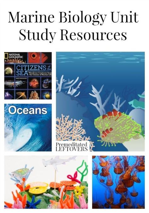 Ocean Unit Study, Biology Lesson Plans, Unit Study Ideas, Lesson Plan Ideas, Ocean Unit, Ocean Science, Study Resources, Ocean Activities, Biology Lessons