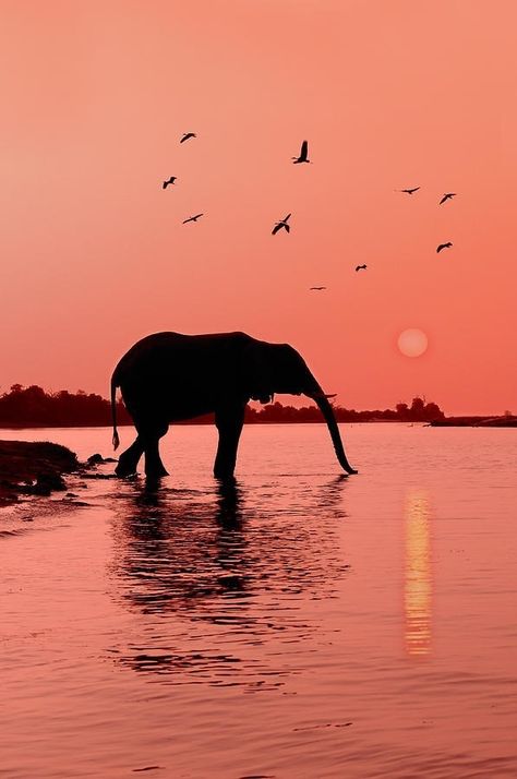 3 Elephants, Chobe National Park, African Sunset, Save The Elephants, Elephant Love, An Elephant, Wild Things, Amazing Animals, Animal Love