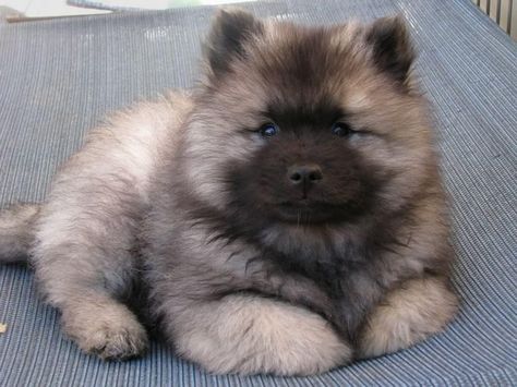 Keeshond Puppy, Keeshond Dog, Fluffy Puppies, Dream Dog, Puppies And Kitties, Fluffy Dogs, Fluffy Animals, Cane Corso, Sphynx