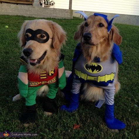 These cuties are ready to fight evil  but Batman looks like he needs saving... #goldenretrievers Robin Halloween Costume, Batman And Robin Costumes, Batman Costume Diy, Batman Dog, Costumes For Dogs, Perros Golden Retriever, Spooky Things, Pet Halloween Costumes, Animal Costumes