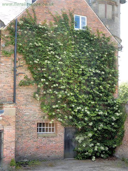 North Facing Garden Ideas, Wall Climbing Plants, East Facing Garden, Creepers Plants, Hydrangea Petiolaris, Wall Plants, Climbing Hydrangea, Garden Vines, Garden Walkway