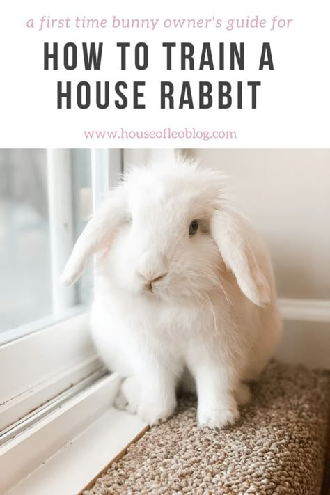 HOW TO TRAIN A HOUSE RABBIT Cute Rabbit House Ideas, How To Tame A Rabbit, Rabbit Set Up Indoor Free Roam, How To Raise Rabbits, How To Litter Train A Rabbit, How To Potty Train A Bunny, Rabbit Playpen Ideas, Bunny Home Ideas, Bunny Toys Diy Homemade