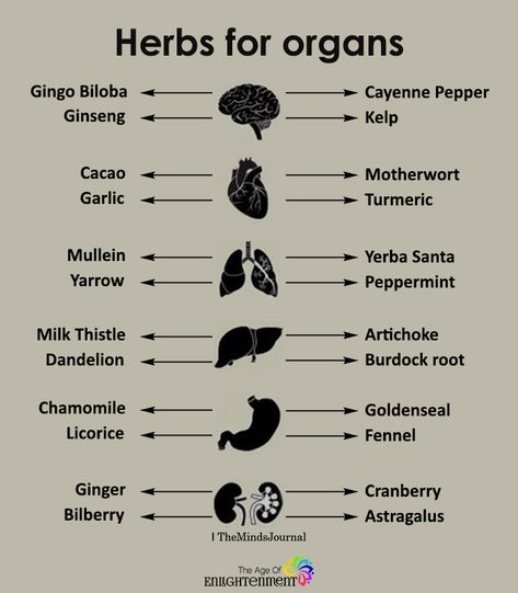 Herbs For Organs #Health Dandelion And Burdock, Motivasi Diet, Magia Das Ervas, Natural Healing Remedies, Herbs For Health, Milk Thistle, Healing Herbs, Natural Health Remedies, Food Healthy