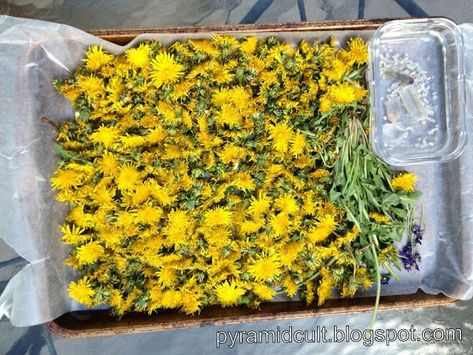 Dandelion Tea Recipe, Dandelion Uses, Dandelion Oil, Tea Blends Recipes, Dandelion Plant, Dandelion Tea, Edible Wild Plants, Herbal Teas Recipes, Herbal Recipes