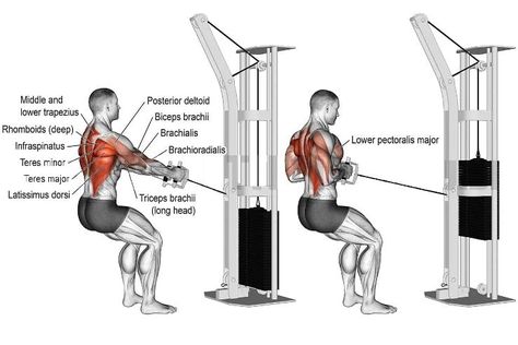 Standing Low Cable Row Cable Deadlift, Seated Cable Row, Best Back Exercises, Stiff Leg Deadlift, Good Back Workouts, Cable Workout, Chronic Lower Back Pain, Cable Row, Six Pack Abs Workout