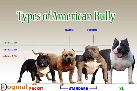 The American Bully Kennel Club recognises and registers four different sizes of American Bully dogs. Each type has its own physical characteristics, but regardless of style, the dog’s overall nature is friendly and protective. #americanbullies #Types #Prices Standard American Bully, American Bully Classic, Puppy Guide, American Bully Kennels, Bully Pit, Dog Name Ideas, American Bully Pitbull, American Bully Pocket, American Bully Dog