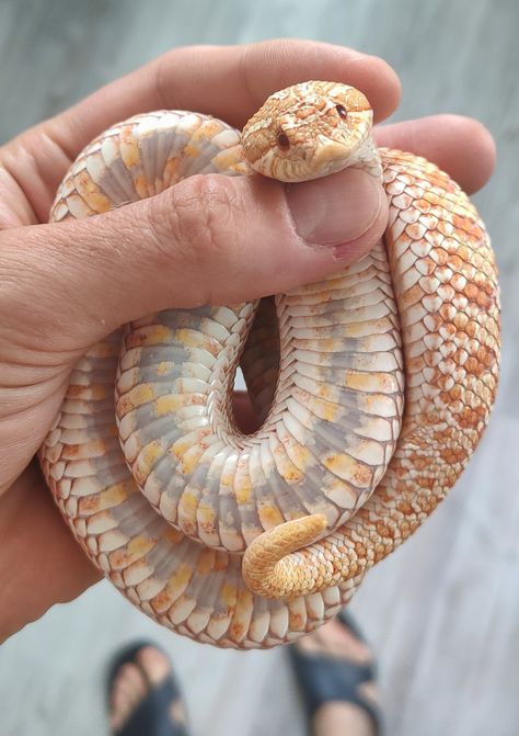 Hog Nose Snake, Snakes Cute, Dream Snake, Danger Noodles, Hognose Snake, Cool Snakes, Colorful Snakes, Pretty Snakes, Reptile Room