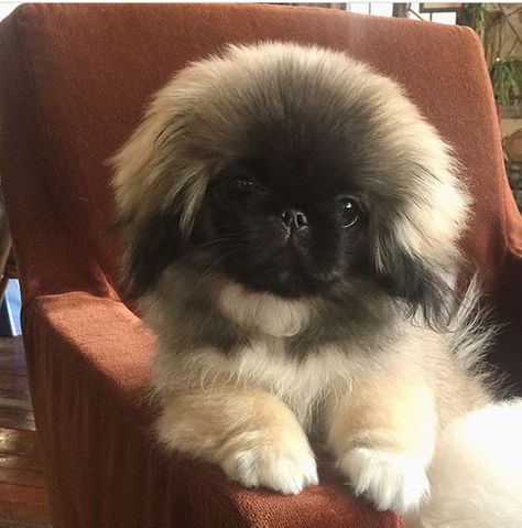 From the moment they are born they are just terrifying… Not cute at all! Pekingese Puppy, Pekingese Puppies, Animals Tattoo, Tattoo Nature, Fu Dog, Pekingese Dogs, Dogs Cute, Nature Wallpapers, Dog Images