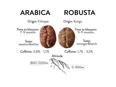 Arabica vs Robusta - Wakuli - Medium Arabica Robusta, Coffee House Design, Coffee Infographic, Robusta Coffee, Coffee Origin, Types Of Coffee, Coffee Facts, Coffee World, Bulletproof Coffee