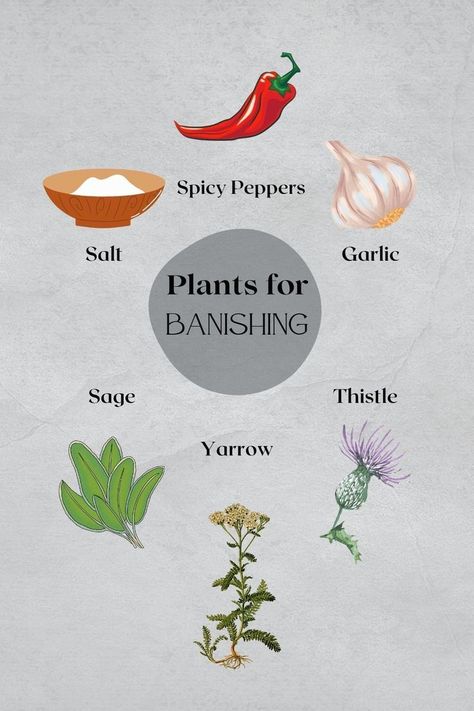 Banishing Herbs and Plants | Kitchen Witchery | Green Witch Herbs for Spells Spell For Health, Crystal Spells, Herbs For Spells, Banishing Herbs, Magic Plants, Witch Recipes, Plants Kitchen, Witches Jar, Witchy Cottagecore