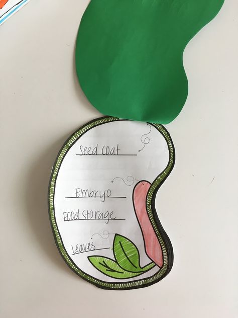 Priceless Ponderings: Parts of a Seed Parts Of A Bean Seed, Parts Of A Seed Printable, Parts Of A Seed Diagram, Parts Of A Seed Worksheet, Germination Of Seeds For Kids Project, Germination Of Seeds For Kids, Parts Of A Seed, Seed Science, Seed Craft