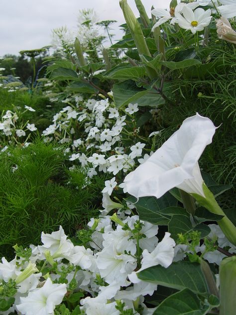 moon garden White Petunias, Moon Gardens, Japanese Painted Fern, Deborah Silver, Moonlight Garden, Hydrangea Varieties, Autumn Clematis, Artificial Lighting, Hydrangea Not Blooming