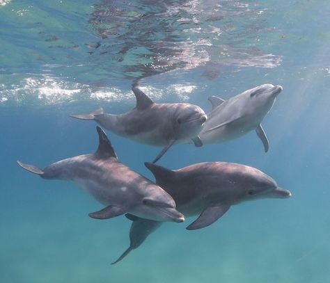 Bottlenose Dolphins Dolphin Photos, Bottlenose Dolphin, Water Animals, Underwater Creatures, Narwhal, The Unicorn, Marine Animals, Ocean Animals, Ocean Life